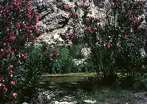 LEICA M3, SUMMICRON 2/50